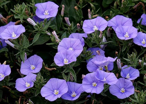 Liseron bleu (Convolvulus Mauritanicus) — touffe étalée et retombante