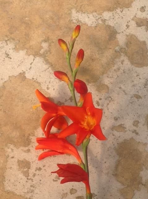 Crocosmia Fire King — touffe de feuilles en glaive