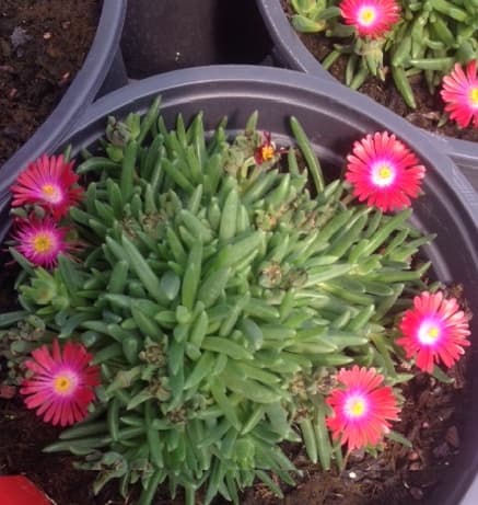 Delosperma Hybrid Jewel — tapis couvrant et rampant