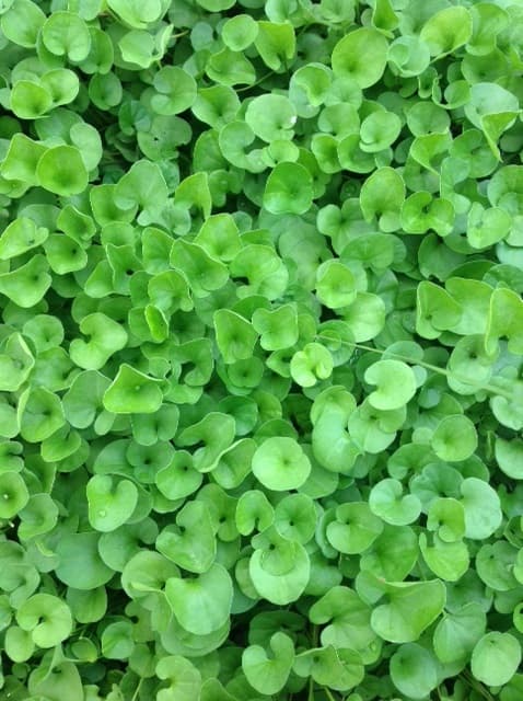 Dichondra Repens Tap — tapis rampant très dense