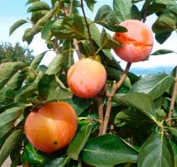 Kaki Muscadet (Diospyros Muscadet) — port arrondi