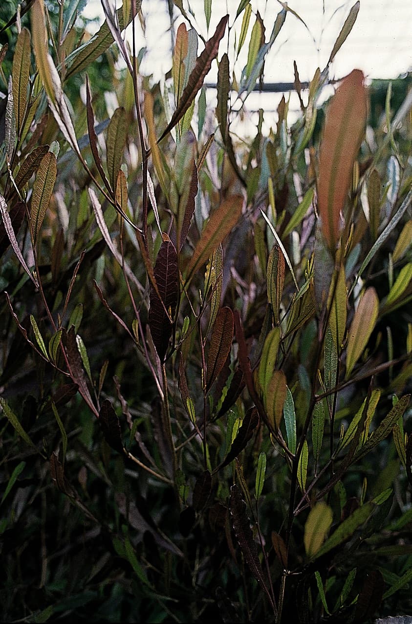 Dodonaea Viscosa Purpurea — port érigé et dense