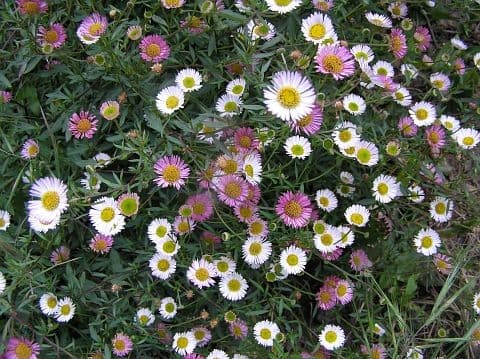 Erigeron Karvinskianus — touffe étalée et couvrante