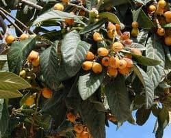 Eriobotrya Japonica 'Néflier' — port arrondi, feuillage large