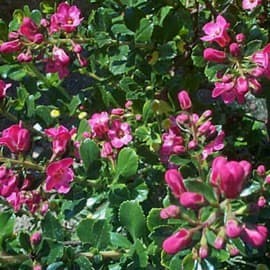Escallonia Macrantha Rubra — port arrondi, dense
