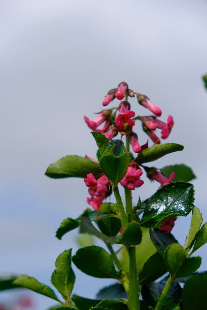 Escallonia rubra var. macrantha