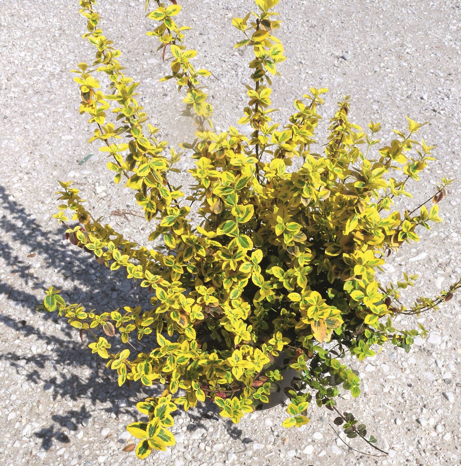 Fusain Panaché (Euonymus Fortunei Esmeralde Gold) — port compact et dense