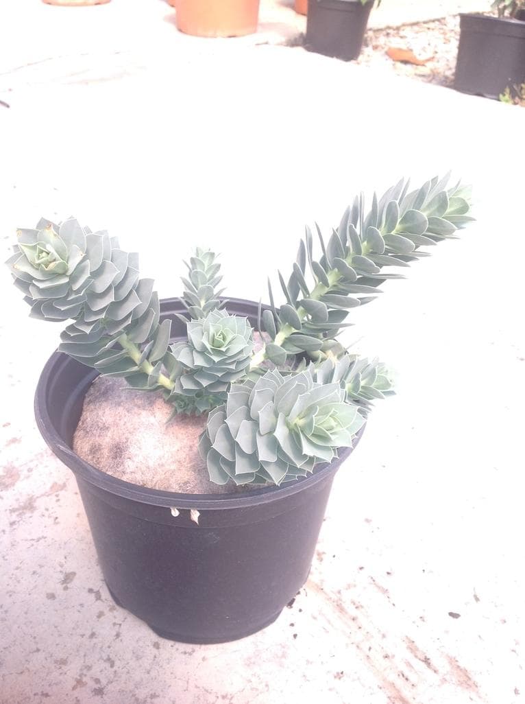 Euphorbe Myrsinite (Euphorbia myrsinites) — port variable selon les espèces