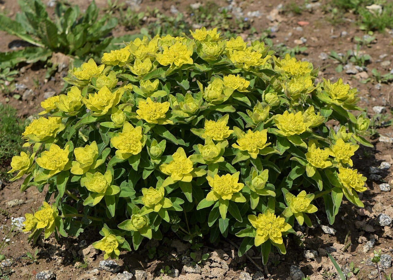Euphorbia polychroma – Euphorbe polychrome
