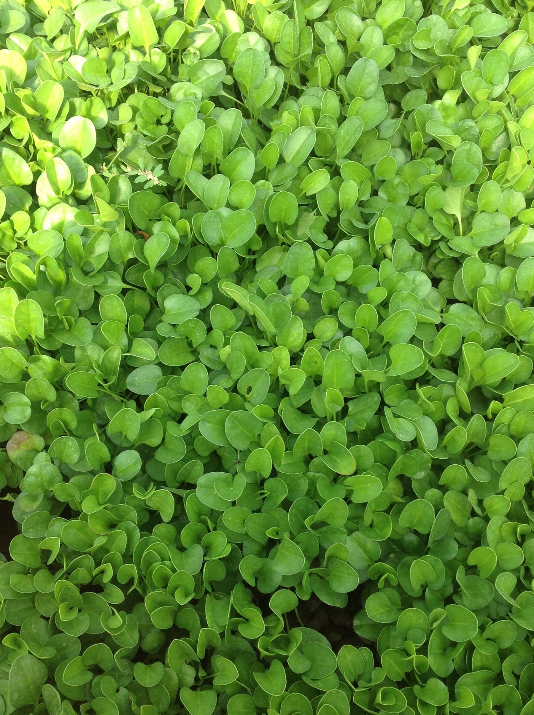 Falkia Repens — tapis rampant et dense