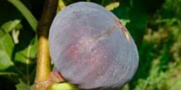 Ficus Carica 'Figuier' — port étalé, buissonnant