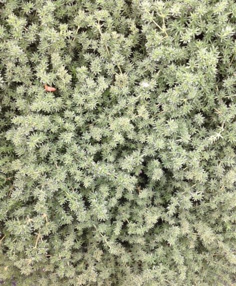 Frankenia 'Frankenia' — tapis rampant et dense