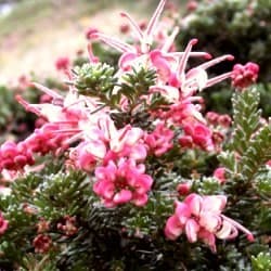 Grevillea Lanigera Mount Thamboritha — port étalé à retombant selon les variétés
