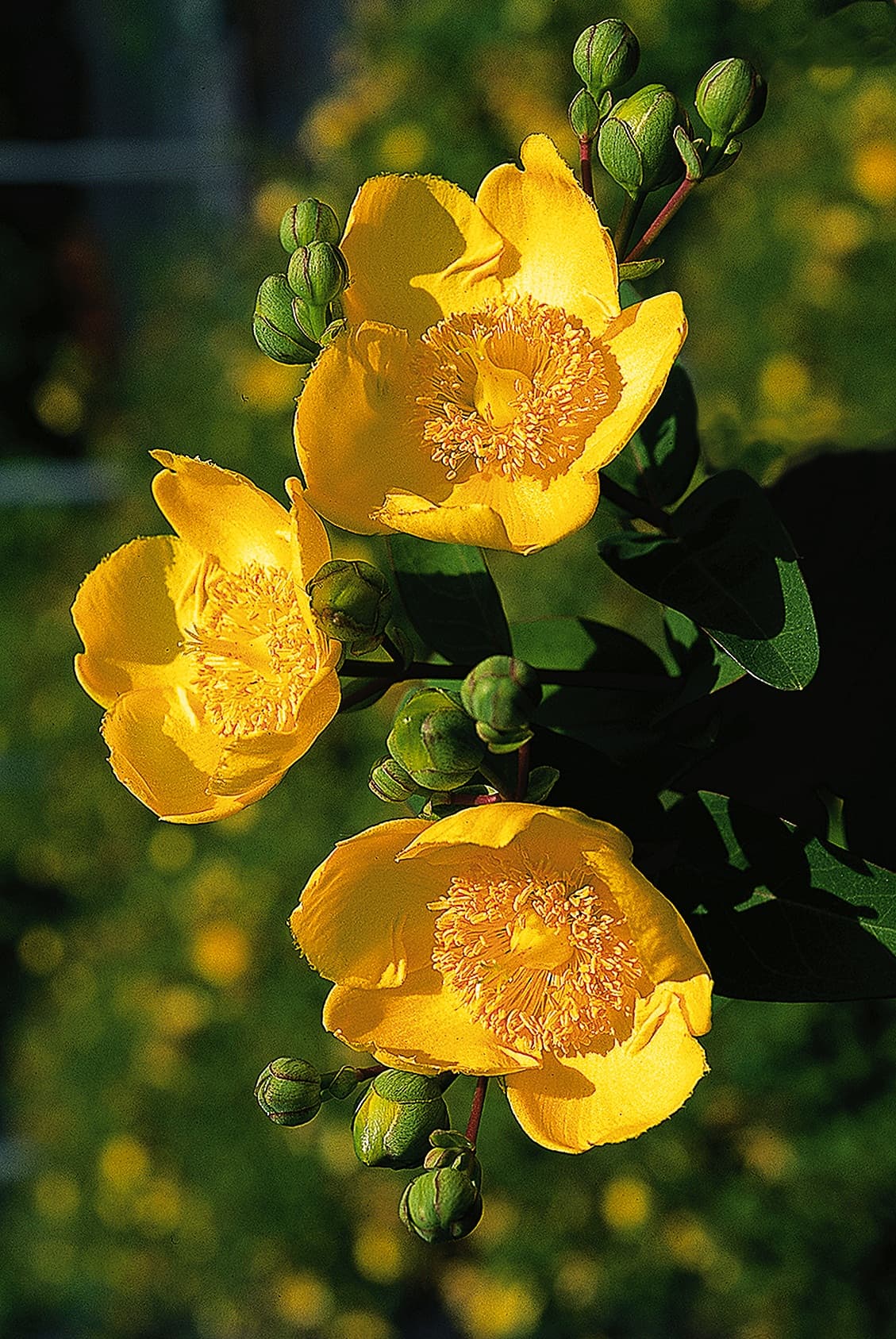 Millepertuis rampant (Hypericum Calycinum) — port buissonnant et compact