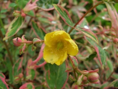 Millepertuis (Hypericum Moserianum tricolor) — port buissonnant et compact