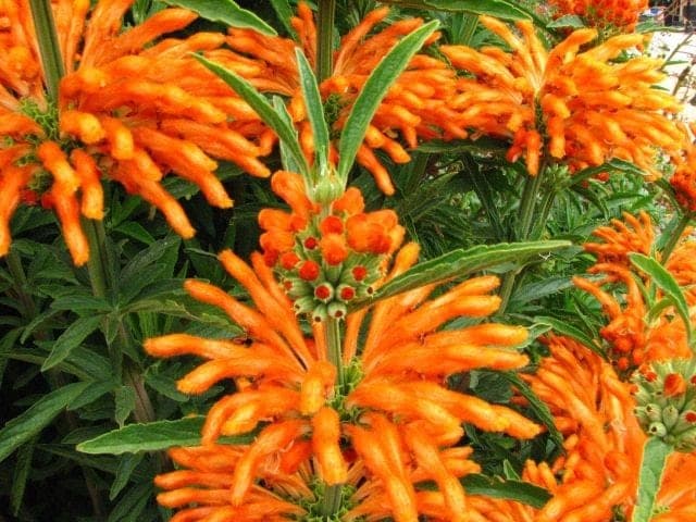 Oreille de Lion (Leonotis leonurus) — port dressé en touffe, tiges hautes et raides