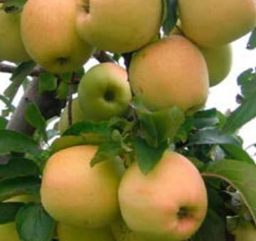 Pommiers Gala (Malus Domestica Gala) — port arrondi