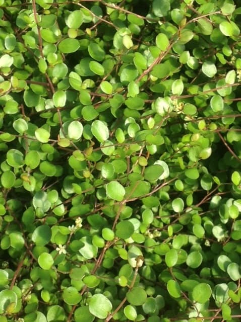 Muehlenbeckia Complexa / Axillaris 'Rampant' — tiges fines et enchevêtrées, rampantes ou grimpantes