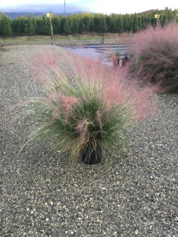 Muhlenbergia capillaris