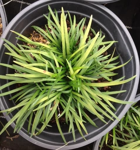Ophiopogon Minor — touffe basse graminiforme