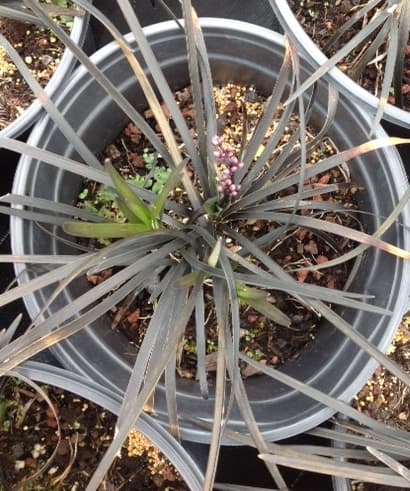Ophiopogon Nigrescens 'Noir' — touffe basse graminiforme