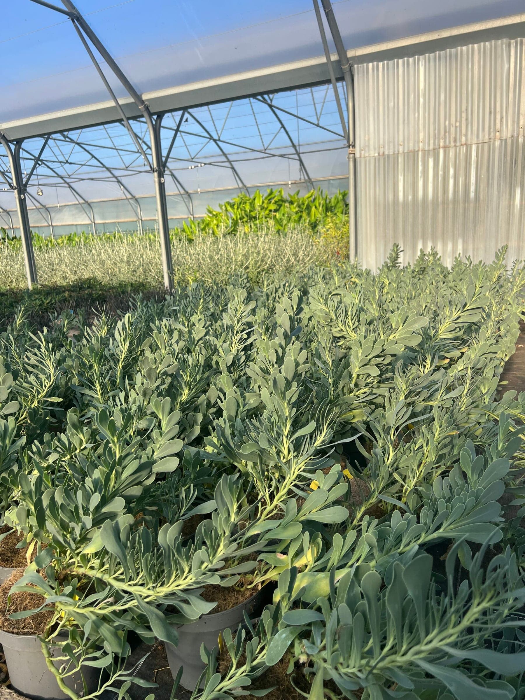 Othonne à Feuilles de Giroflée (Othonna cheirifolia) — touffe basse et étalée