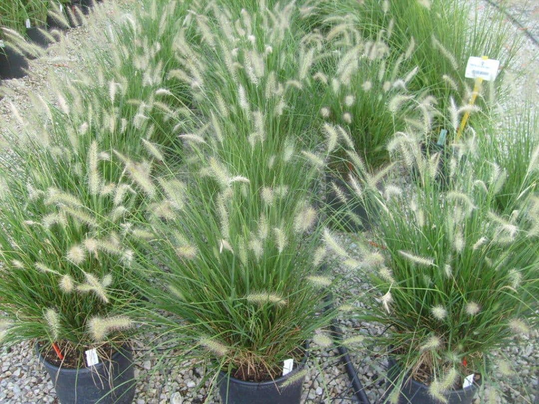 Herbe aux écouvillons et ses épis duveteux