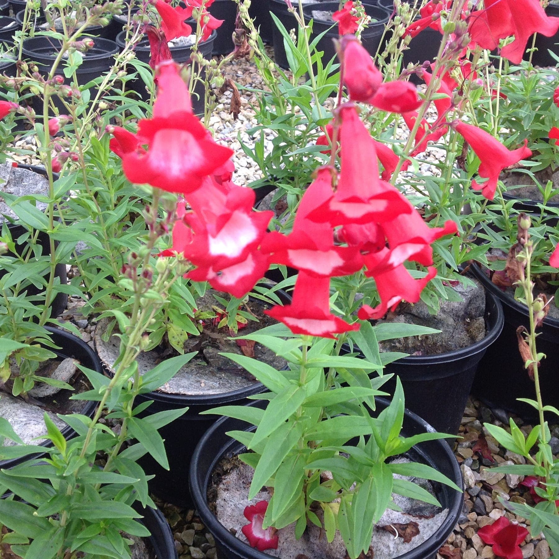 Penstemon Phare Rouge (Penstemon 'Phare Rouge') — touffe érigée