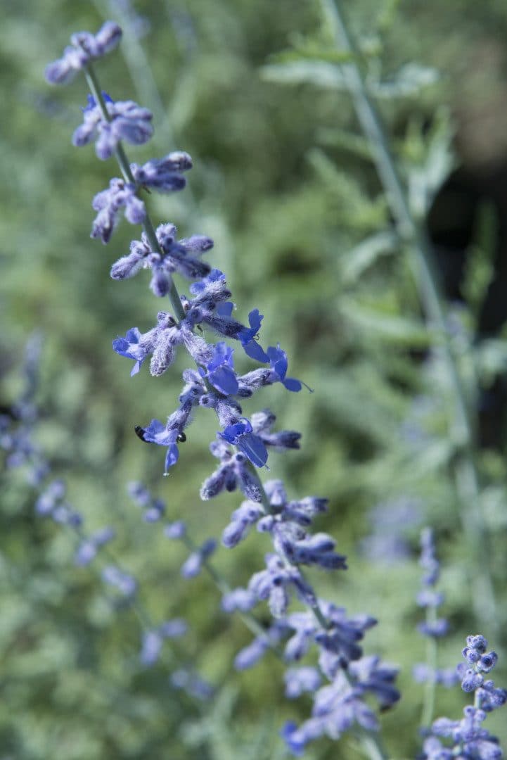 Sauge de Russie en fleurs
