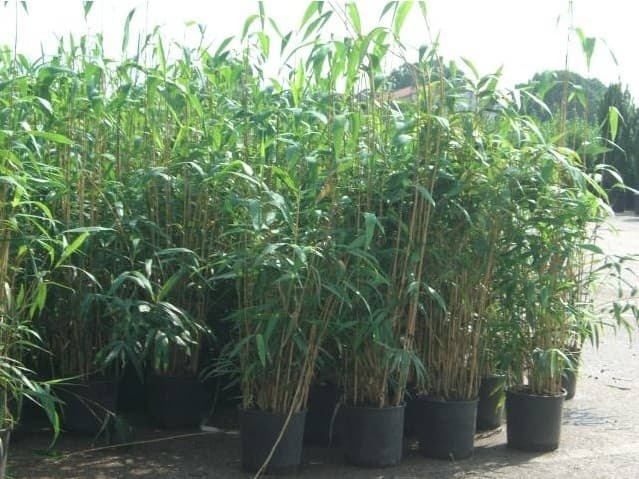 Phyllostachys Metake 'Bambou' — touffe traçante, chaumes dressés