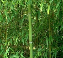 Phyllostachys Rubro Marginata 'Bambou' — touffe traçante, chaumes dressés