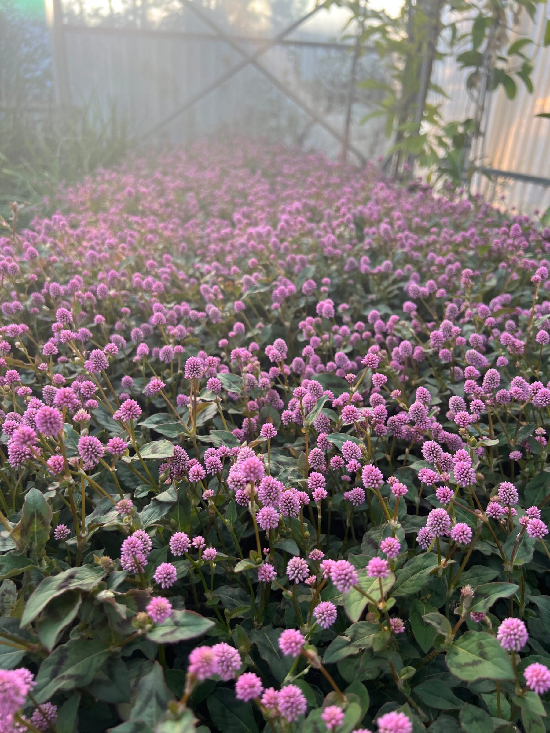 Renouée à Fleurs Roses (Polygonum capitatum) — tapis rampant, dense et rapide