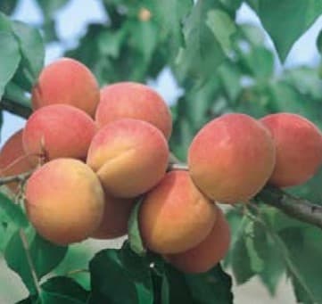 Abricotier Bergeron (Prunus Arméniaca Bergeron) — port arrondi