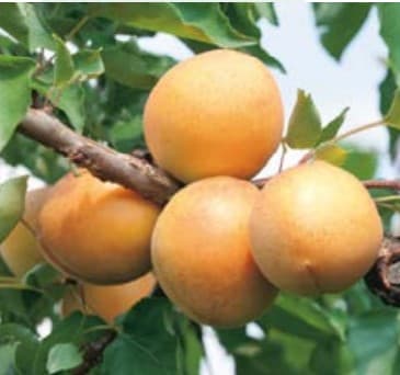Abricotier Polonais (Prunus Arméniaca Polonais) — port arrondi