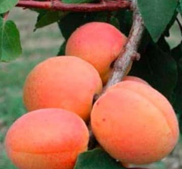 Abricotier Rouge du Roussillon (Prunus Arméniaca Rouge du roussillon) — port arrondi