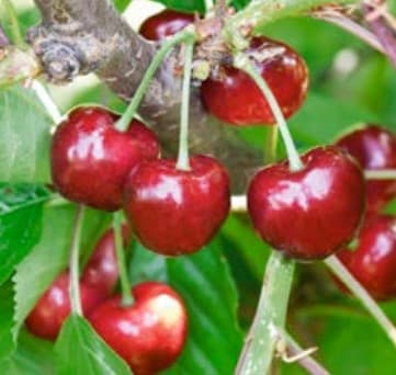 Cerisiers Burlat (Prunus Avium Burlat) — port arrondi