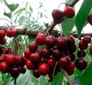 Cerisiers Van (Prunus Avium Van) — port arrondi