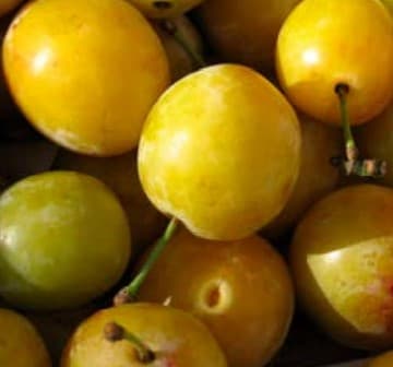 Pruniers Mirabelle (Prunus Domestica Mirabelle) — port arrondi