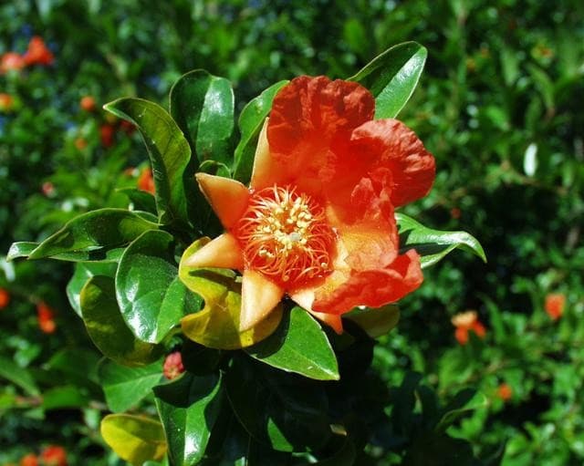 Grenadier à Fruit (Punica Granatum) — port buissonnant, érigé