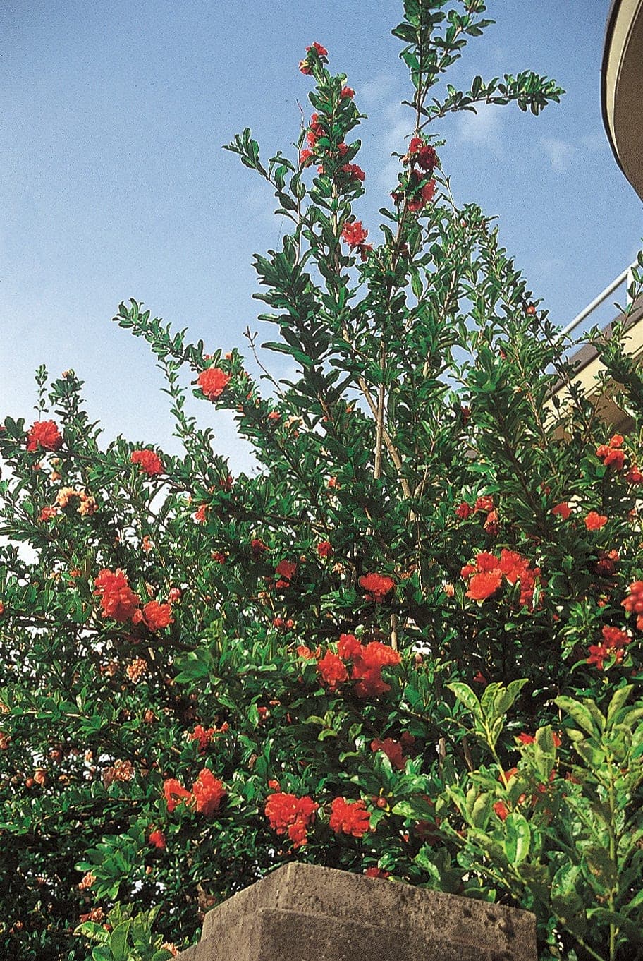 Grenadier à fleurs (Punica Maxima Rubra) — port buissonnant, érigé