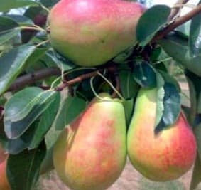 Poirier beurre hardy (Pyrus communis Beurre Hardy) — port pyramidal à arrondi