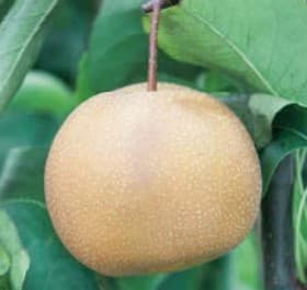 Pyrus Pyrifolia Nashi 'Nashi' — port pyramidal à arrondi