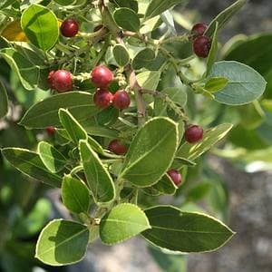 Rhamnus Alaternus 'Alaterne' — port dense et érigé