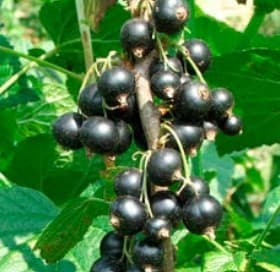Ribes Nigrum 'Cassis' — port buissonnant