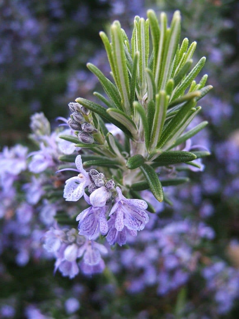 Rosmarinus officinalis en boule – Romarin