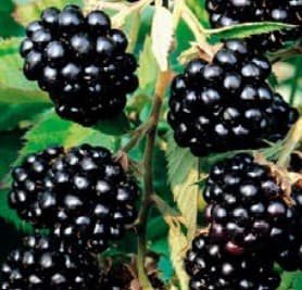 Mure noire (Rubus Fruticosus) — port buissonnant à sarmenteux