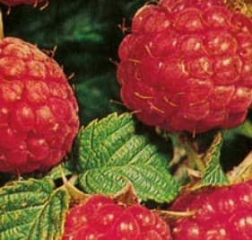 Framboisier (Rubus Idaeus) — port buissonnant à sarmenteux