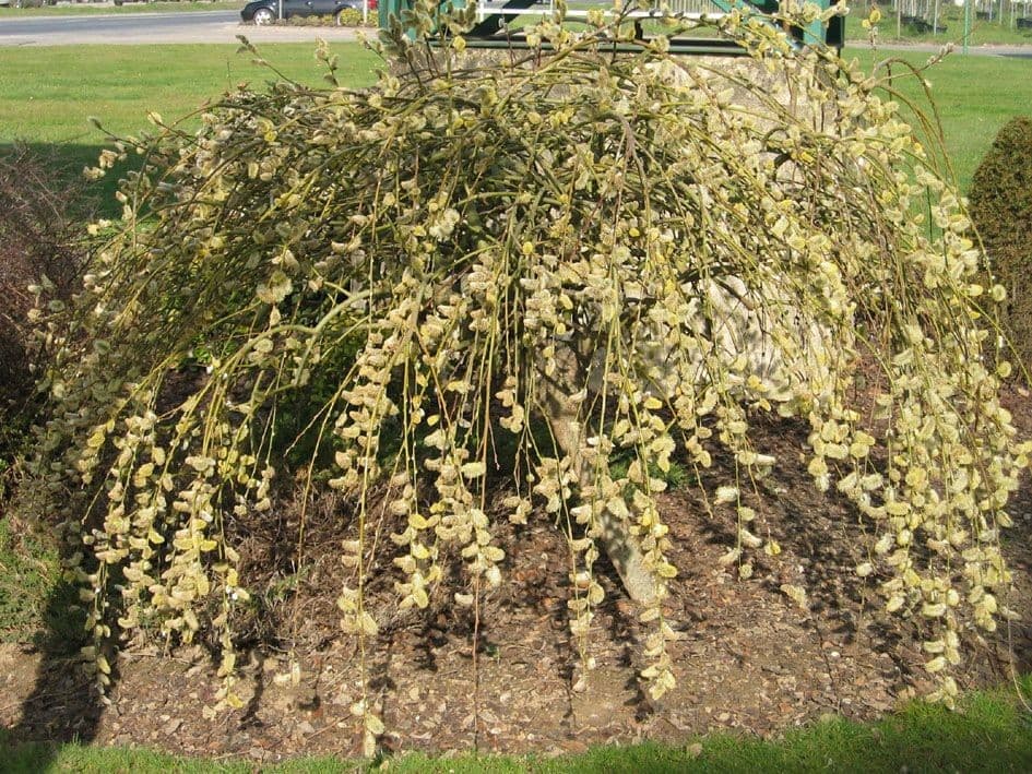 Salix Caprea Pendula kilmarnock – — port pleureur ou érigé selon les espèces