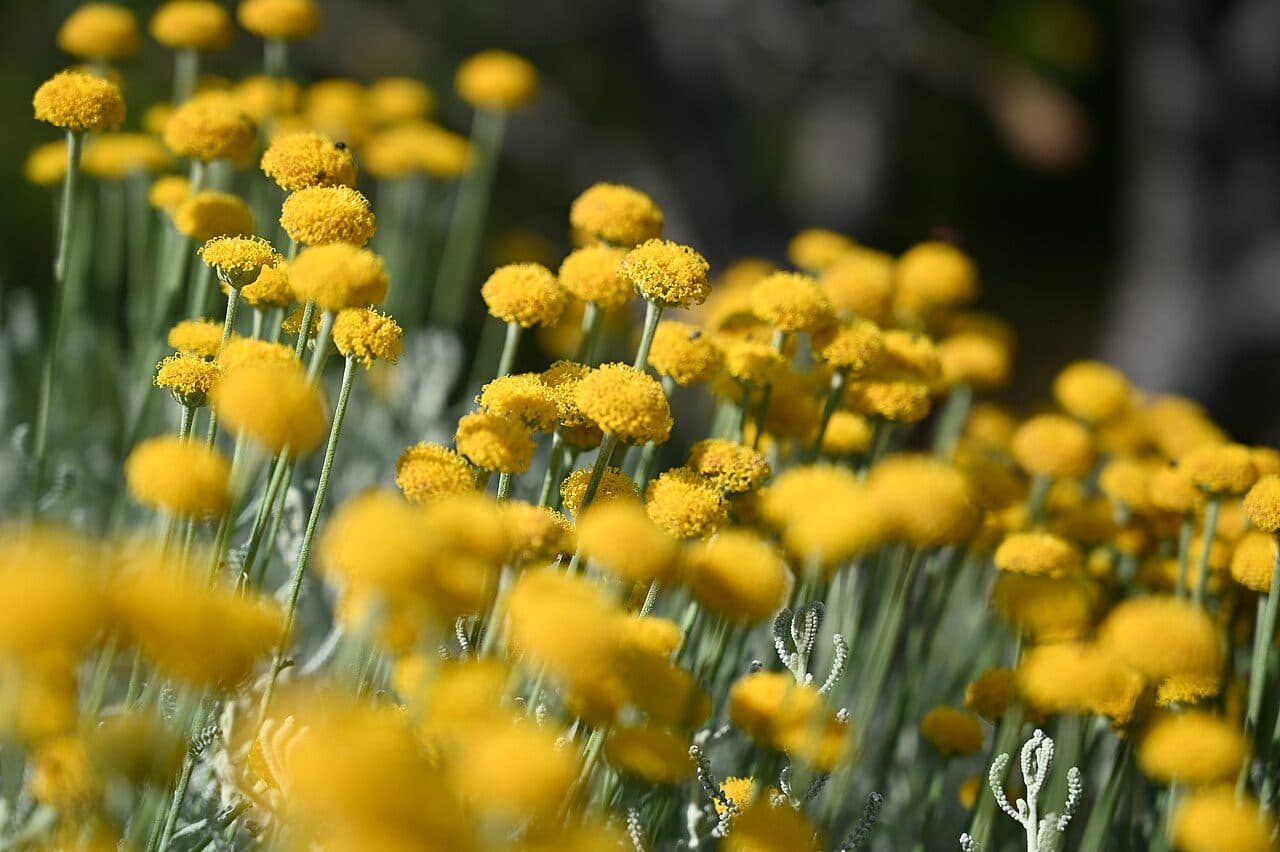 Santolina chamaecyparissus – Santoline petit-cyprès