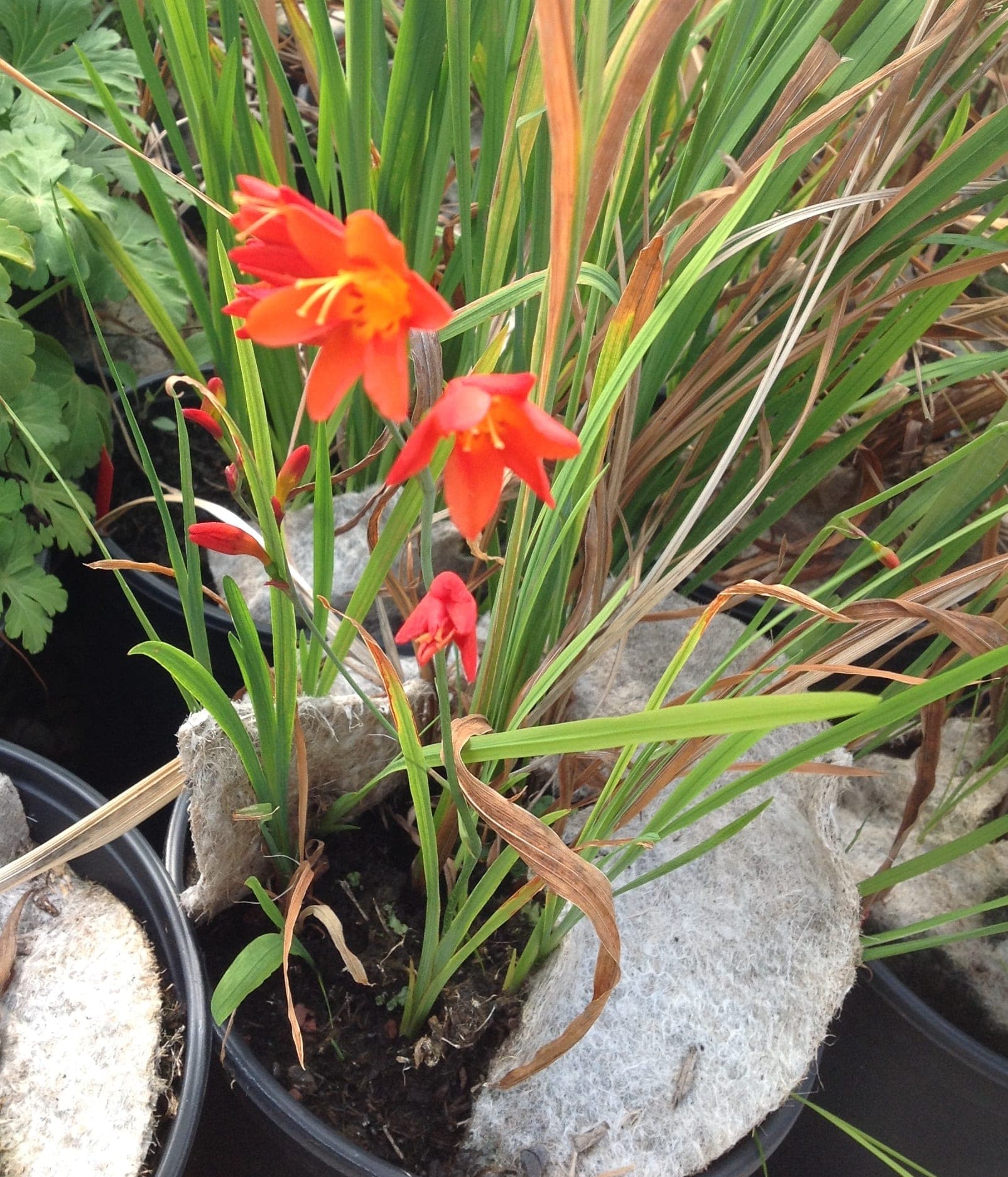 Schizostylis Coccinea — touffe de feuilles en glaive